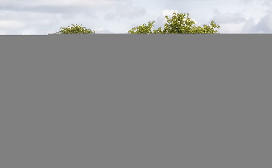 tree, nature, landscape, spring, oilseed rape, fields, rural HD wallpaper