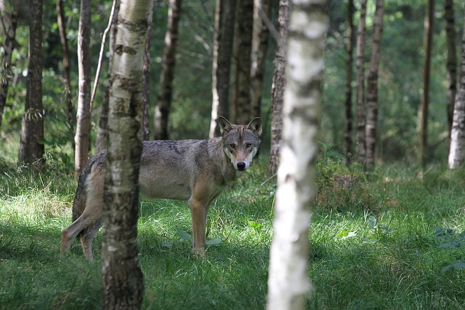 adult gray wolf standing between trees, forest, animal, wild HD wallpaper