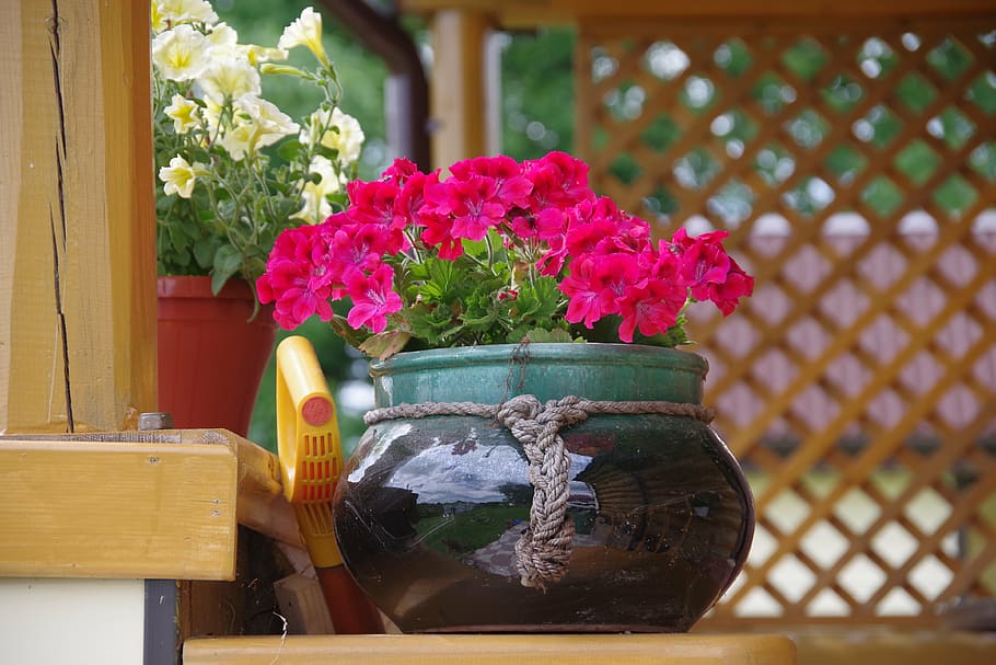 dacha, flowers, flower bed, geranium, flowering plant, nature HD wallpaper