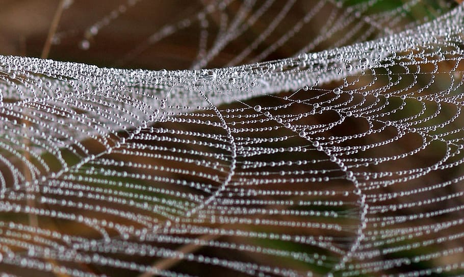 spider web with water dew, drops, place, nature, fragility HD wallpaper