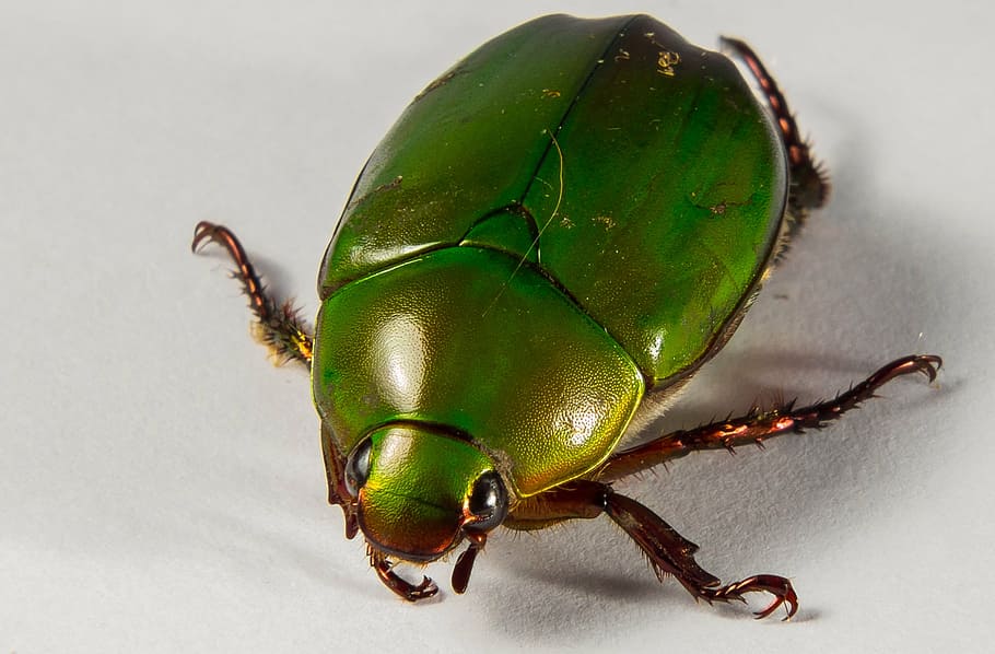 tropical beetles, green, close, green color, one animal, insect, HD wallpaper