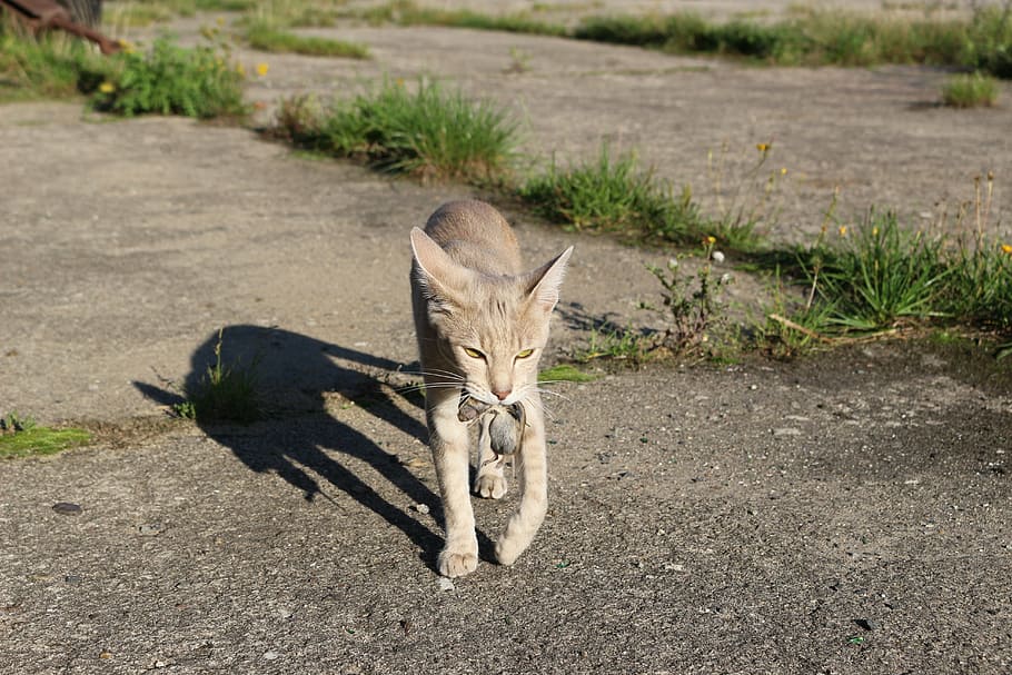 cat, hunt, pinch, predator, domestic cat, animal, animal themes HD wallpaper