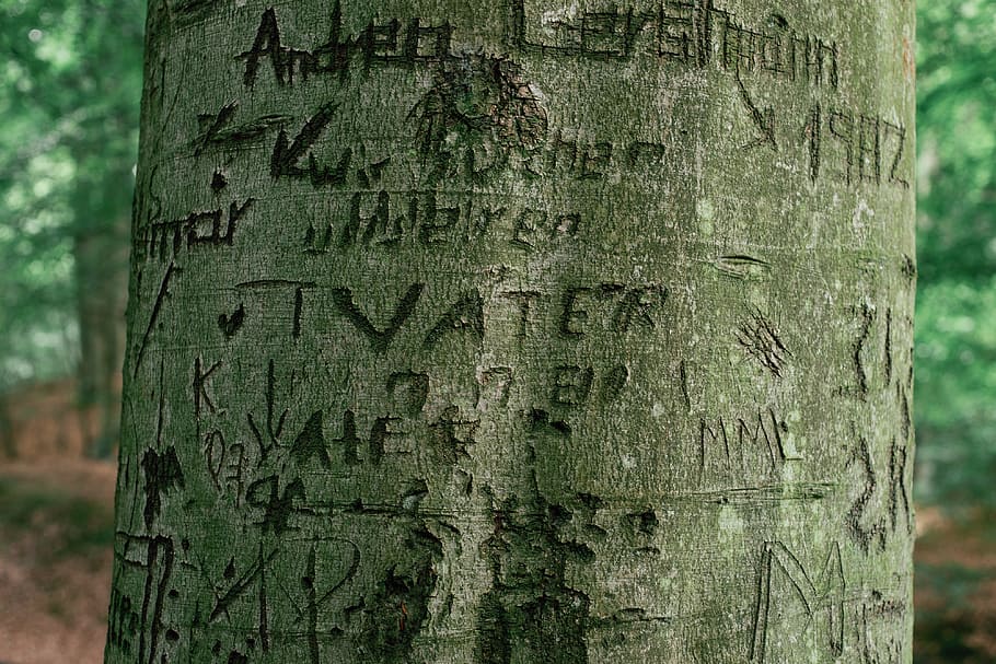 Words carved in the tree, concepts And Ideas, nature, forest HD wallpaper