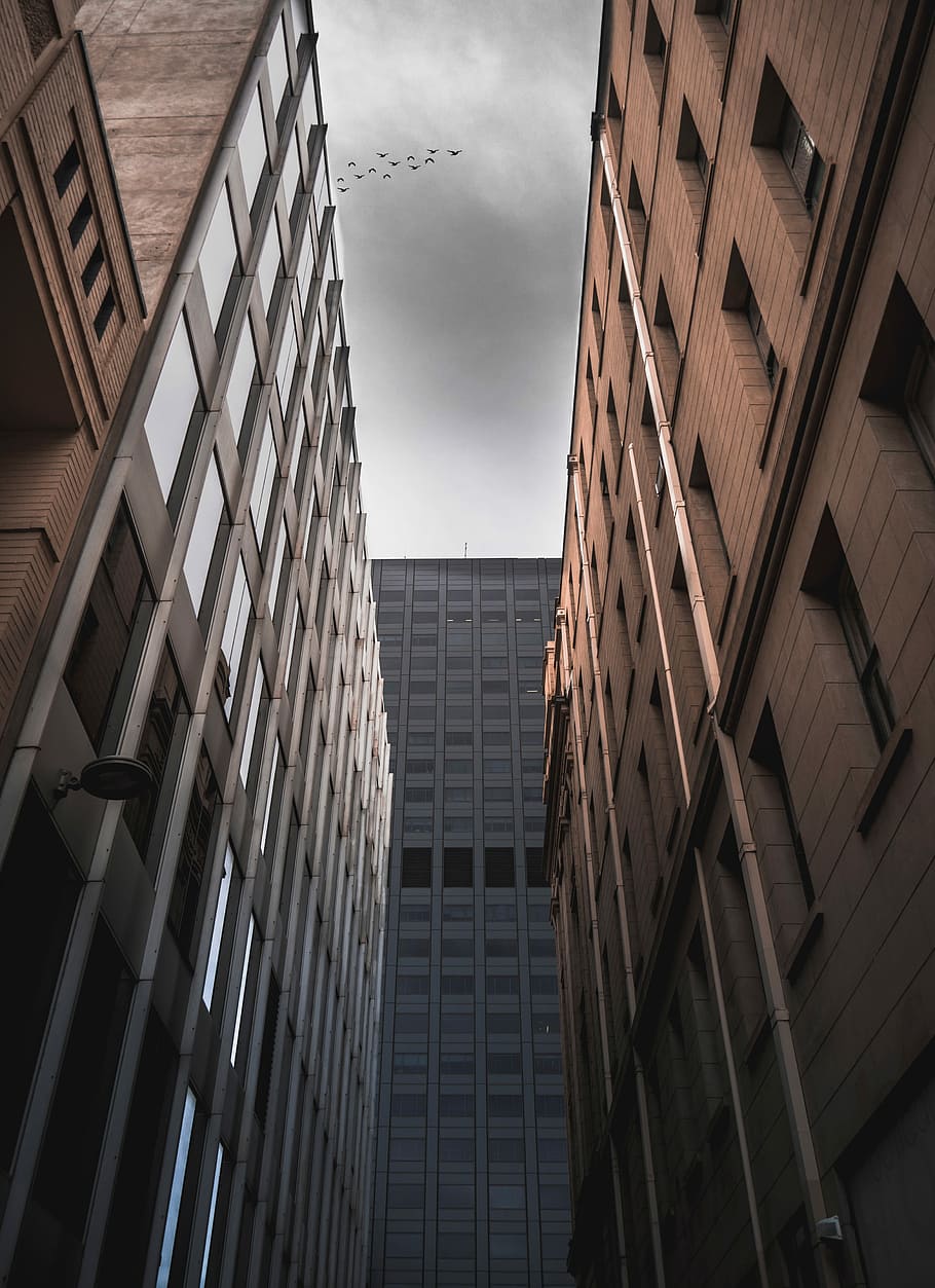 low angle photograph of flock of bird flying above buildings, low angle photography of brown concrete buildings HD wallpaper
