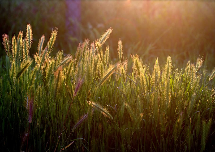 photo of green grass field during golden hour, spice, sunset HD wallpaper