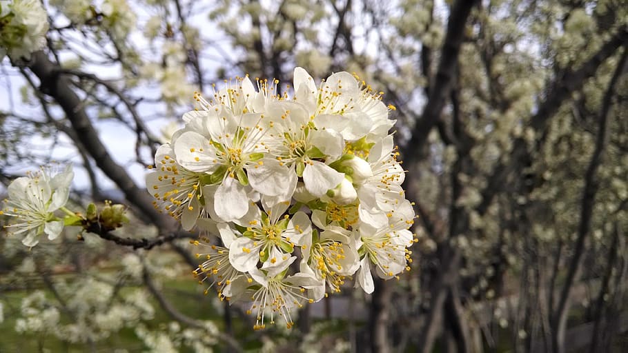 flower, white, blossom, tree, branch, bright, close-up, fresh HD wallpaper
