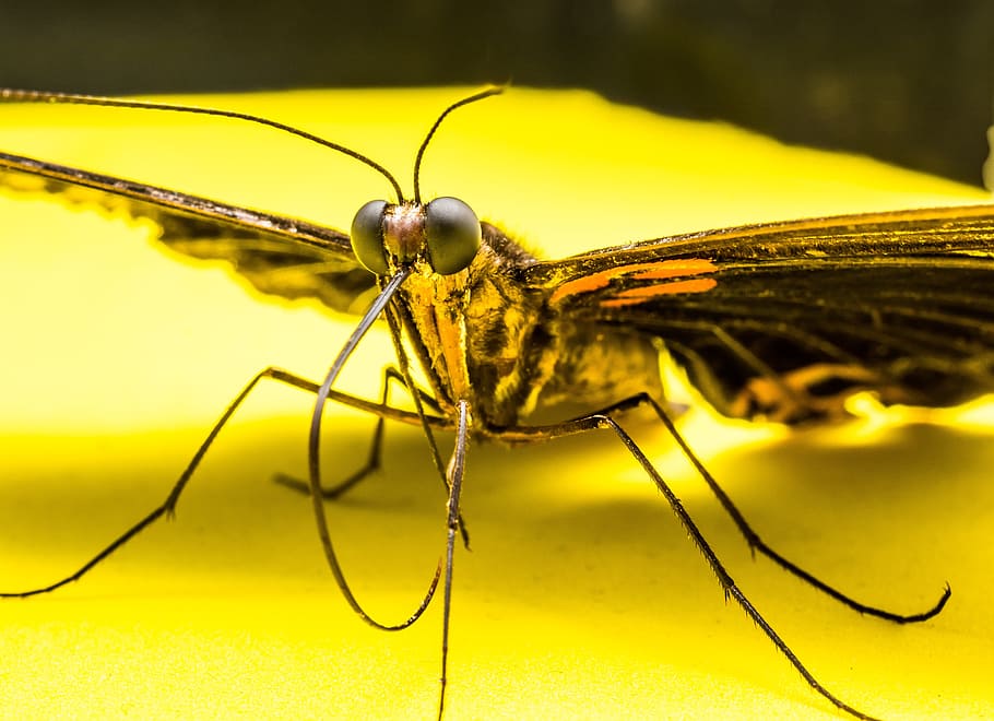 Butterfly, Insect, nature, animal, macro, close-up, animal Wing HD wallpaper