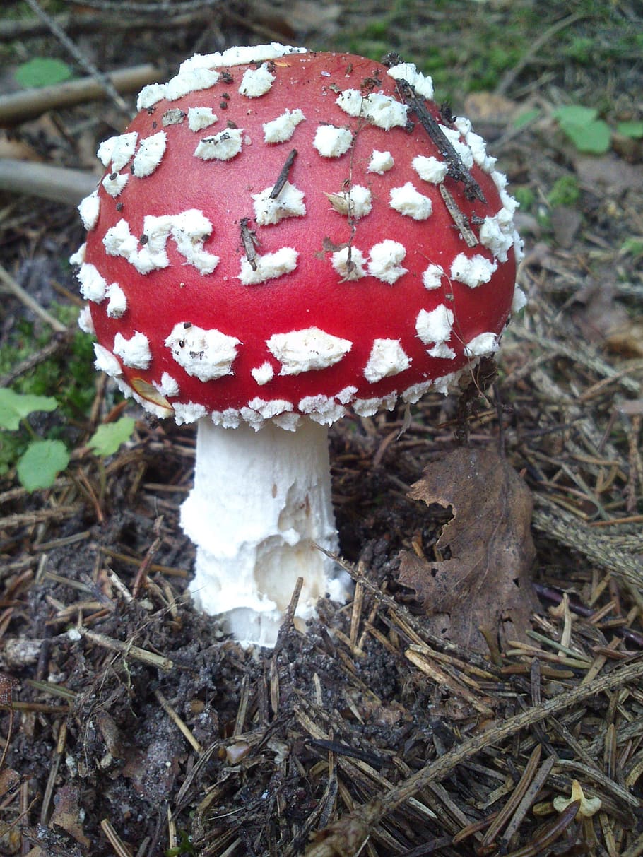 toadstool, mushroom, poisonous, forest, fungus, autumn, food HD wallpaper