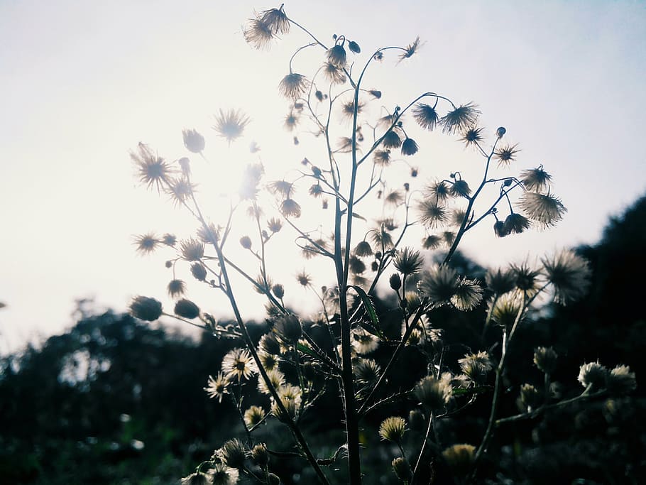plant, summer, sky, rays, bush, nature, flower, clouds, sun HD wallpaper