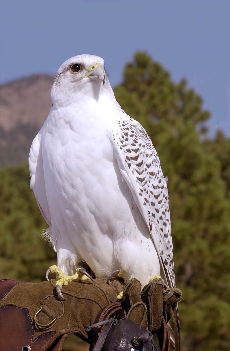 white falcon on falconaire gloves, Gyrfalcon, Gerfalcon, Hawk