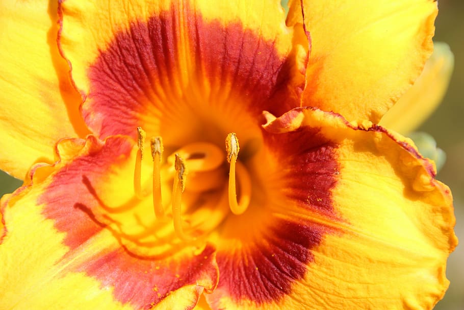 flower, pollen, pistil, nature, plant, petal, close-up, yellow HD wallpaper