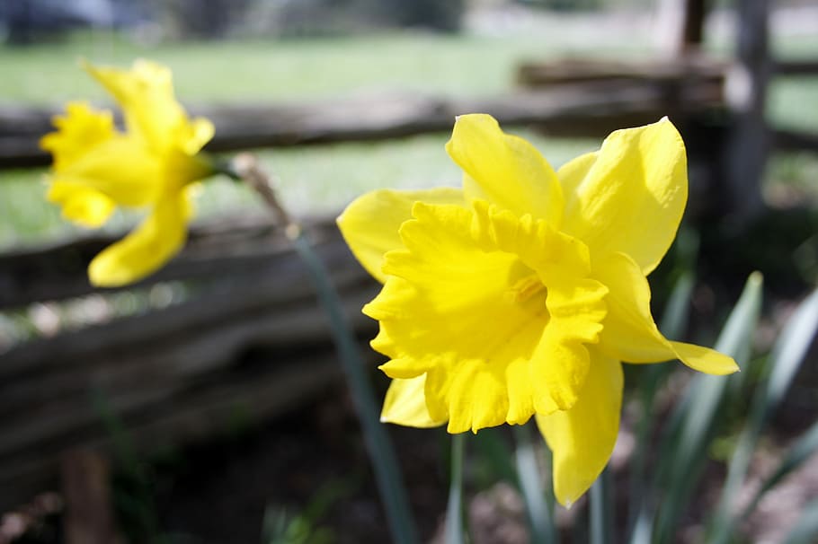 Flower, Daffodil, Yellow, Spring, Nature, garden, bloom, blossom HD wallpaper