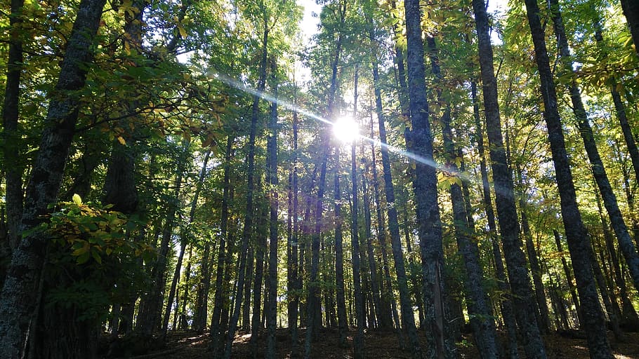 trees, forest, castañar, autumn, sky, green, sun, plant, land HD wallpaper