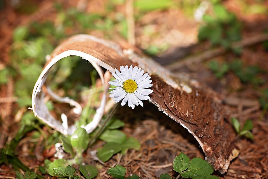 meadow, nature, flower, daisy, white, bark, ground, natural flooring HD wallpaper