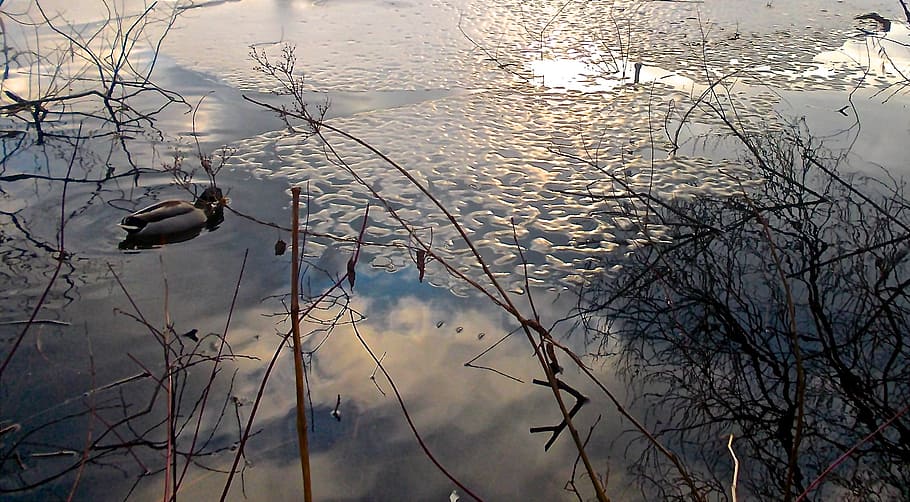 duck, bird, water, mirroring, winter, nature, reflection, stockholm HD wallpaper