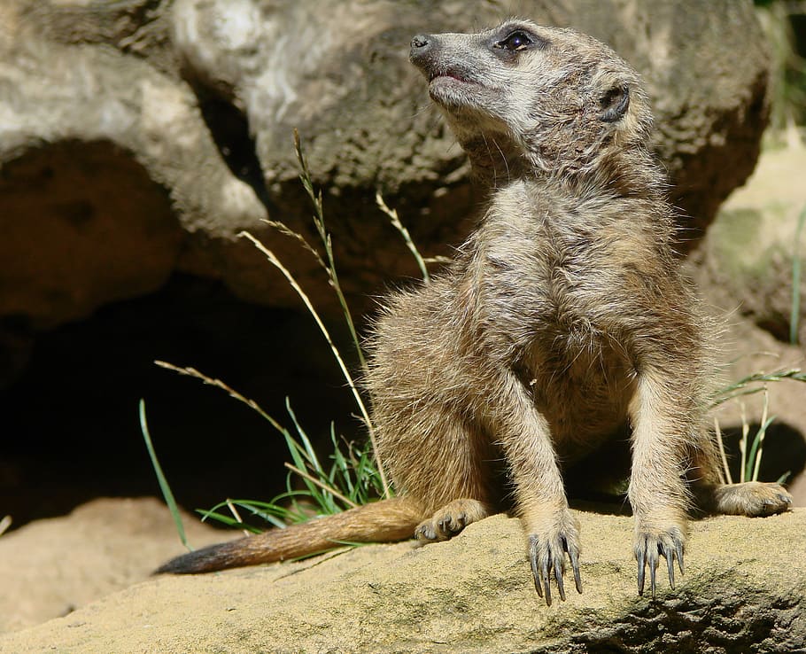 meerkat, mongoose, guard, sentry, alert, cute, wildlife, colony, HD wallpaper
