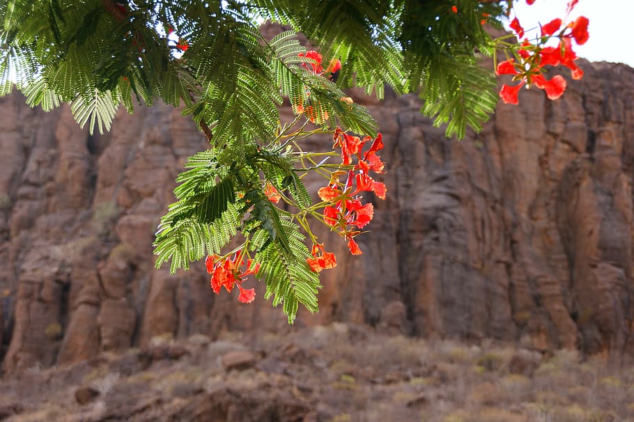 gan canaria, bush, tree, aesthetic, leaves, flowers, blossom HD wallpaper