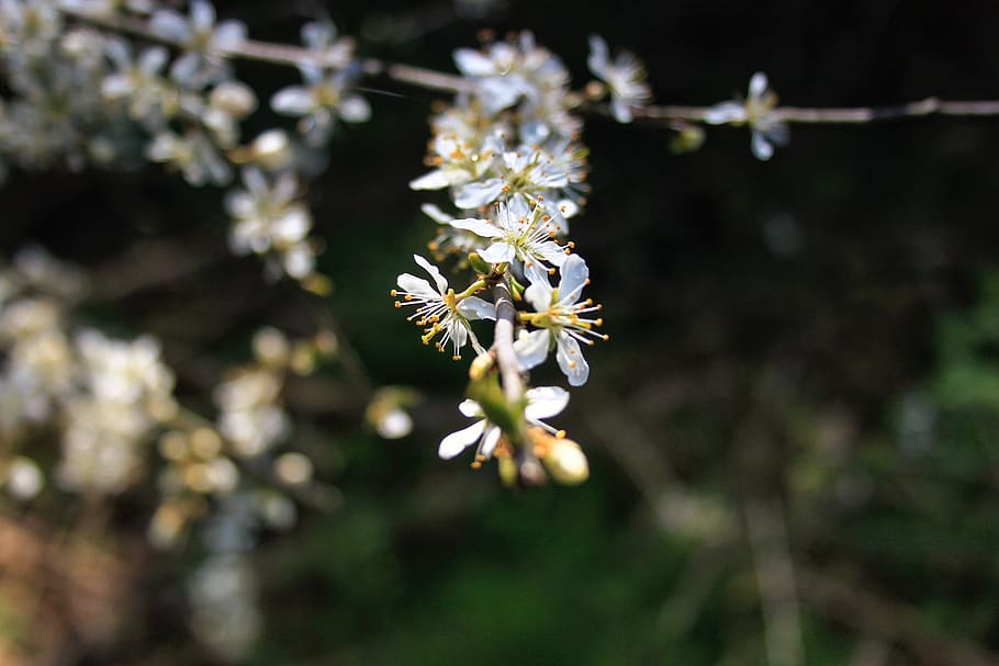 flower, nature, bloom, forest, flowering plant, fragility, vulnerability HD wallpaper