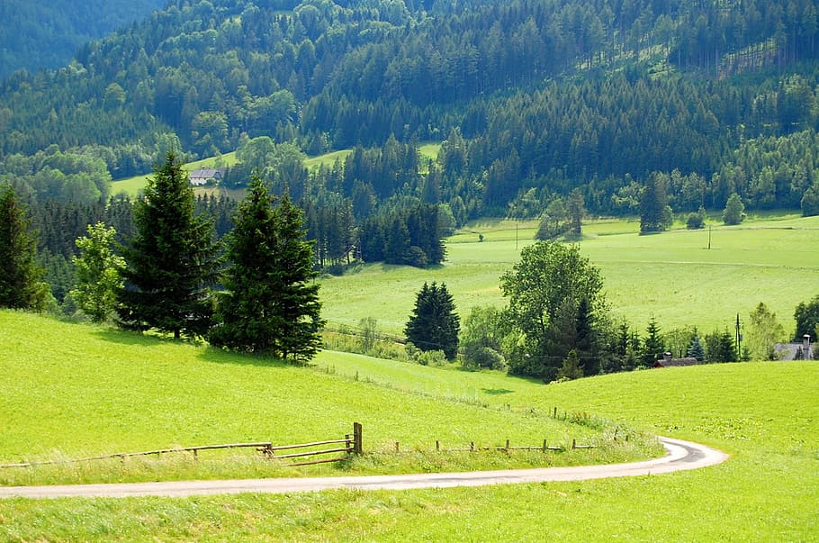 austria, meadow, forest, excursion, in the mountains, scape HD wallpaper