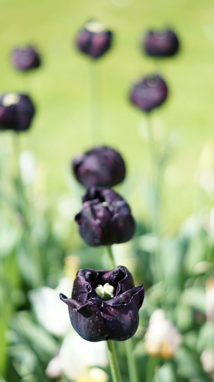 tulip, black, flower, spring, exotic, beautiful, food and drink HD wallpaper