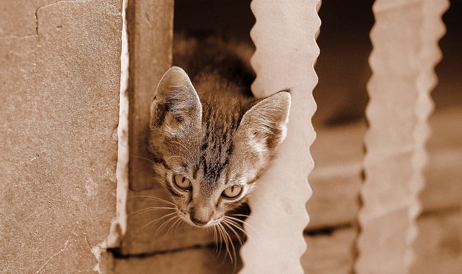 cat, play, funny, small, pet, animal themes, one animal, mammal HD wallpaper