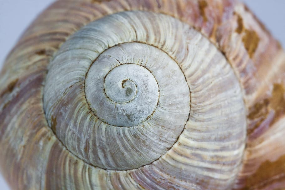 shallow focus photo of seashell, snail, housing, nature, spiral HD wallpaper
