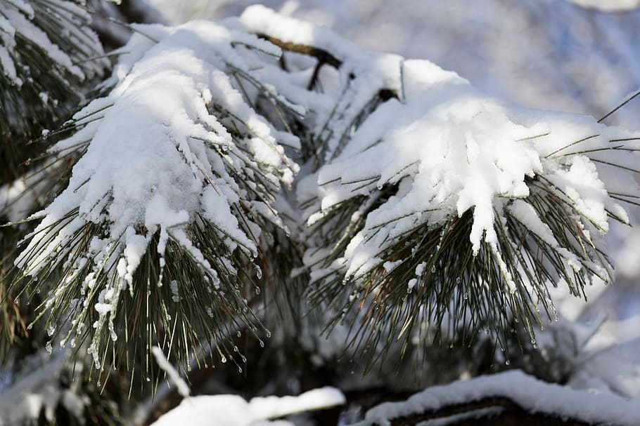 Winter, Pine, Snow, Coniferous Tree, branch, frost, nature HD wallpaper