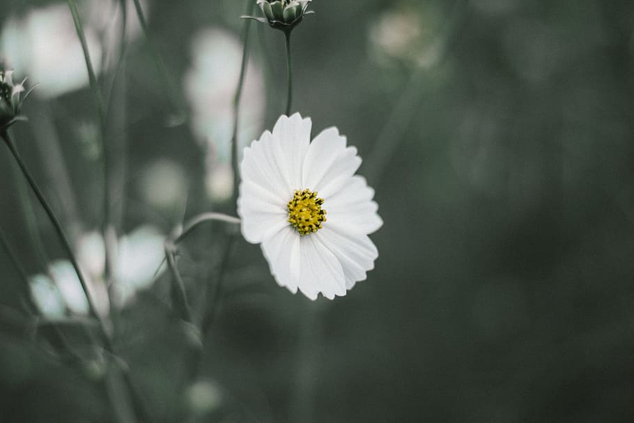 white, flower, petals, bloom, nature, plants, flowering plant HD wallpaper