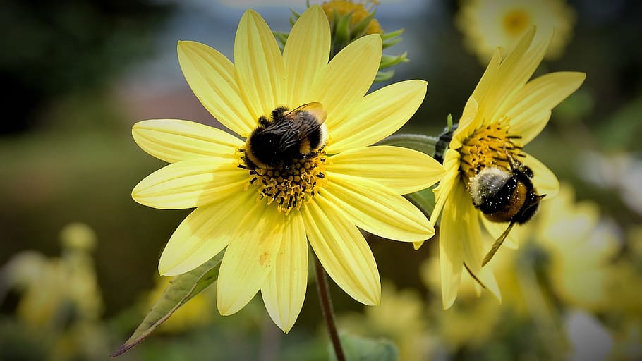 bee, blossom, bloom, close, flower, insect, sprinkle, yellow HD wallpaper