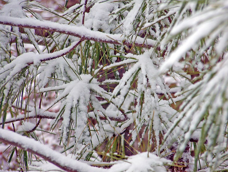 Pine, Tree, Evergreen, Needles, Snow, winter, christmas, xmas HD wallpaper