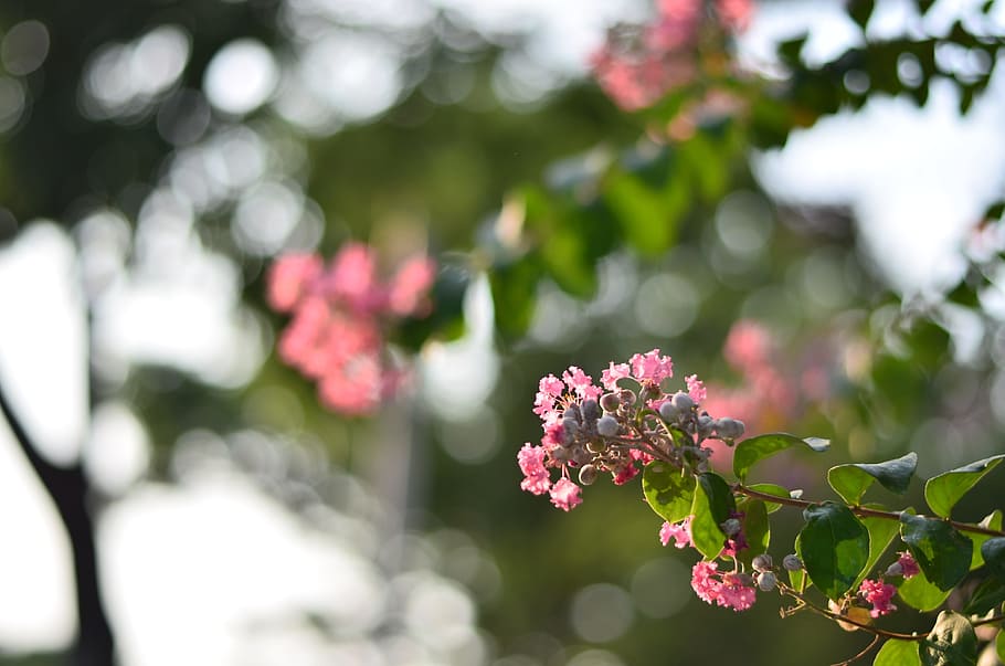 Flowers, Nature, Leaf, summer, green, pink color, focus on foreground HD wallpaper
