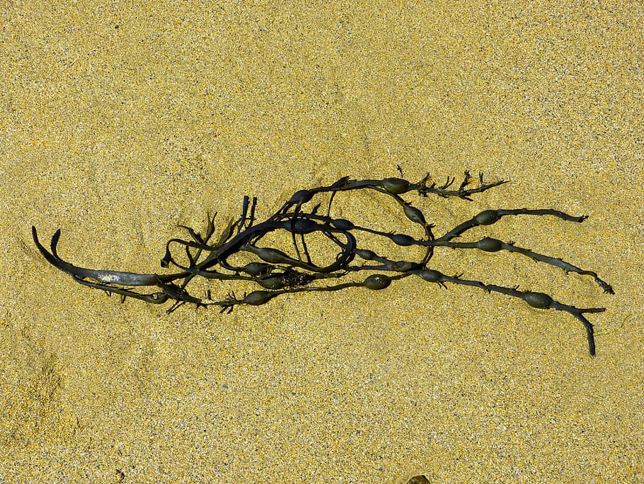 Seaweed, Bladder, Kelp, Algae, Brown, bladder kelp, plant, water HD wallpaper