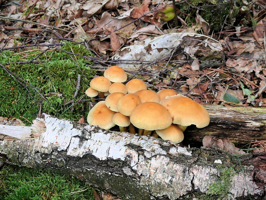 mushroom, tree, beige, autumn, agaric, nature, fungus, forest HD wallpaper