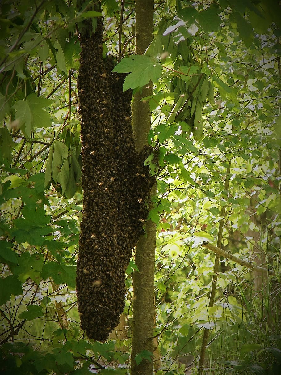 swarm, the bees, insect, plant, tree, growth, nature, leaf HD wallpaper