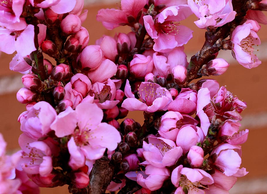plum, blossom, pink, spring, flower, branch, tree, garden, blooming HD wallpaper