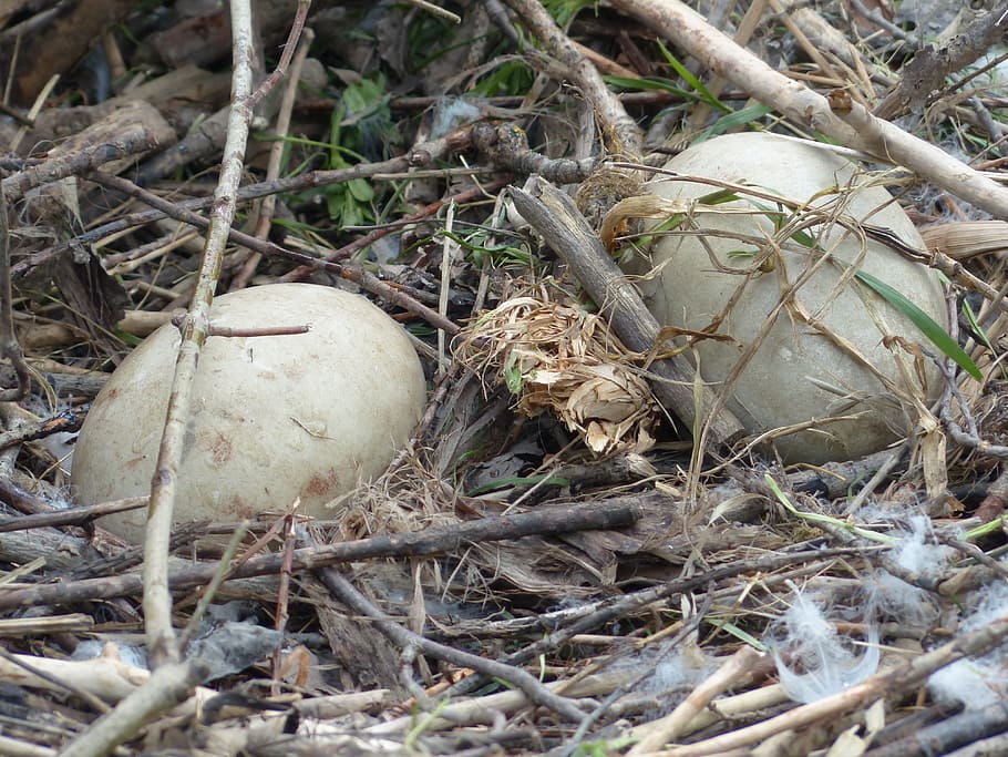 Swan, Eggs, Nest, Breed, Hatch, swan eggs, day, food and drink HD wallpaper