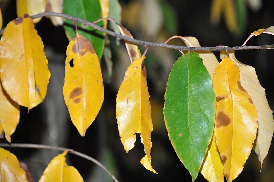 foliage, autumn, yellow, park, leaf, plant part, close-up, focus on foreground