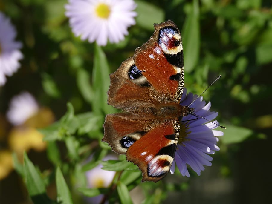 peacock butterfly, insect, animal themes, animal wildlife, animals in the wild, HD wallpaper