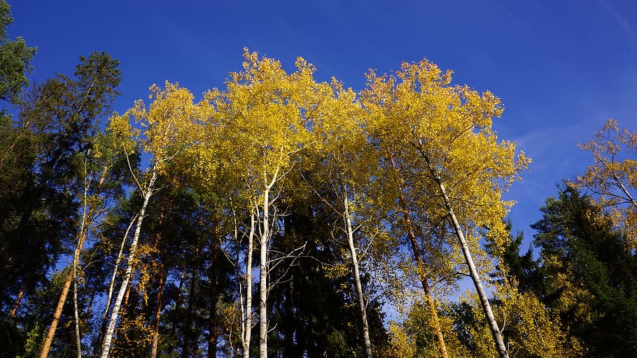 autumn, fall colors, deciduous trees, yellow, aspen, blue sky HD wallpaper