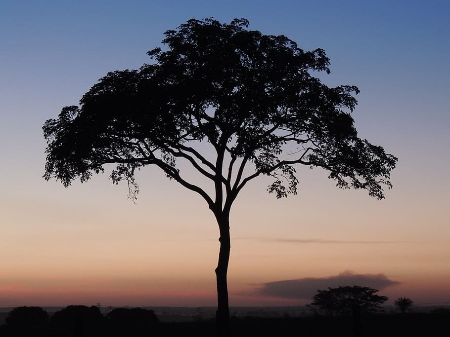 tree, dusk, twilight, nature, silhouette, sunset, africa, plant HD wallpaper