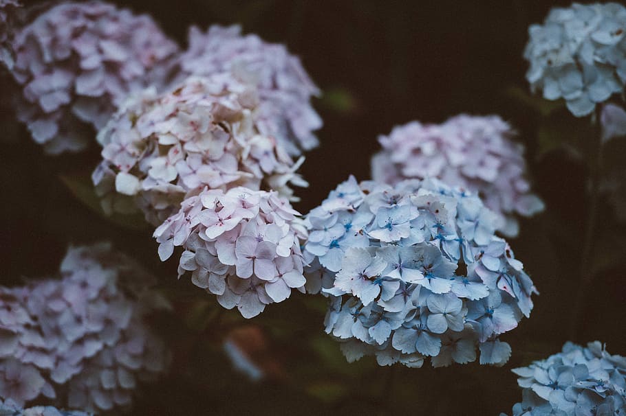 pink and blue petaled flower, dark, flor, flowering plant, no people HD wallpaper