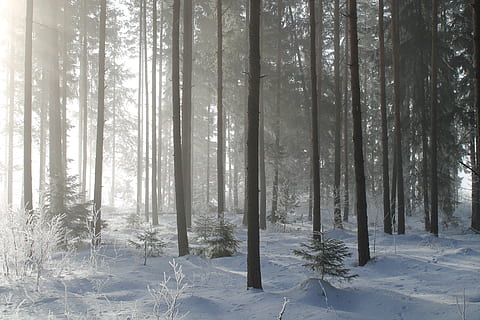 snow covered forest during daytime, sunlight, tree, organic HD wallpaper