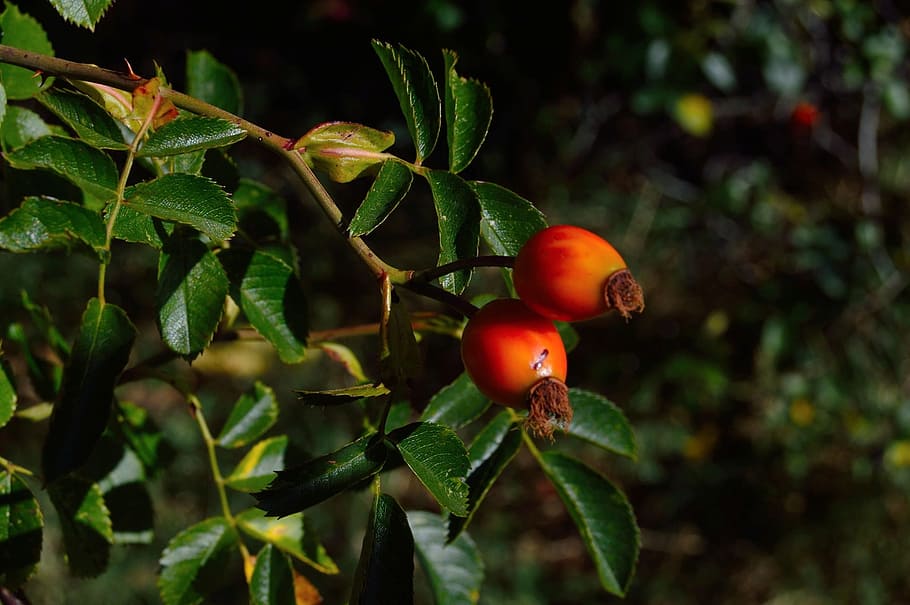 selective focus photography of orange fruit, Berries, Goji HD wallpaper