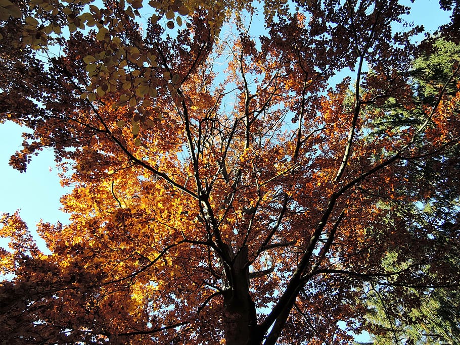 forest, trees, treetops, heaven, light, autumn, colors, colored HD wallpaper