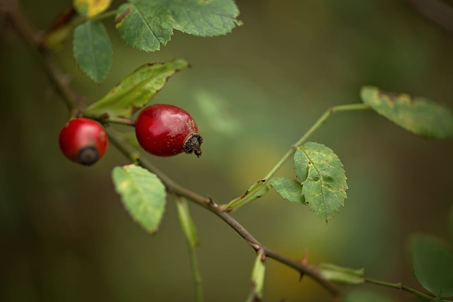 rose hip, macro, nature, red, green, plant, sammelfrucht, berry HD wallpaper