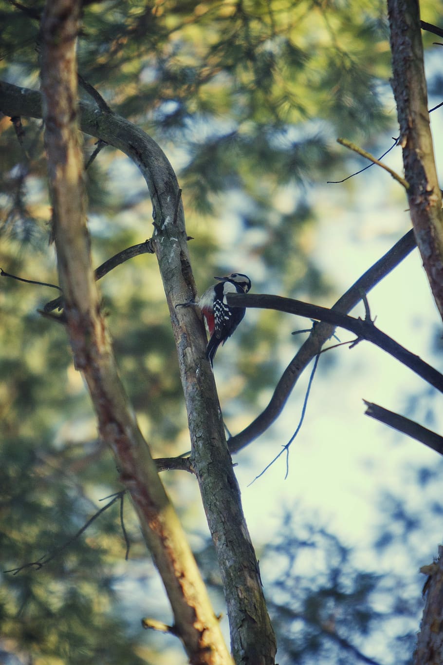 Forest, Spruce, Needles, Nature, sky, birds, living nature HD wallpaper