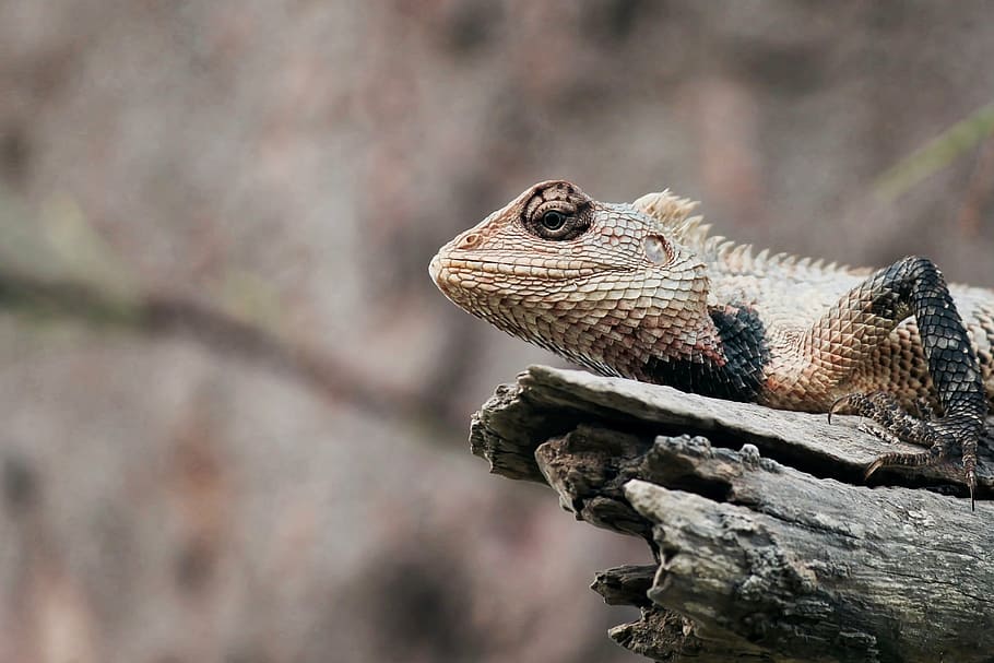 animal, close-up, lizard, macro, reptile, nature, wildlife HD wallpaper