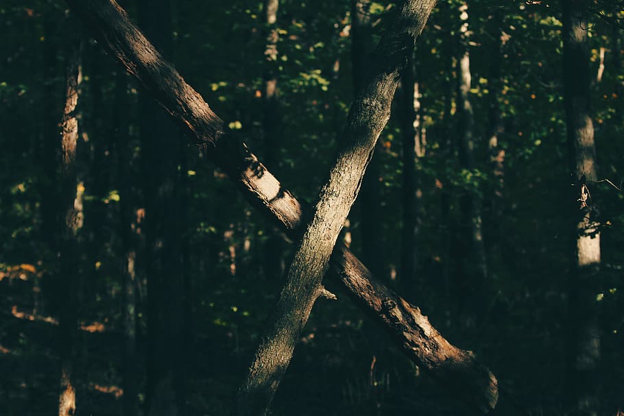 green leaf trees, selective, focus, trunks, forest, woods, branches HD wallpaper