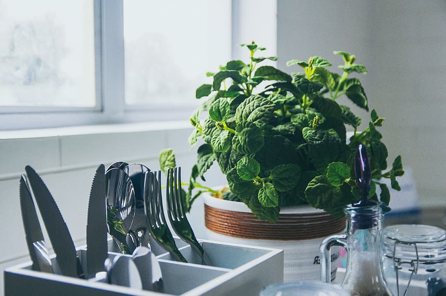 green leafed plant at daytime, stainless steel utensil, mint HD wallpaper