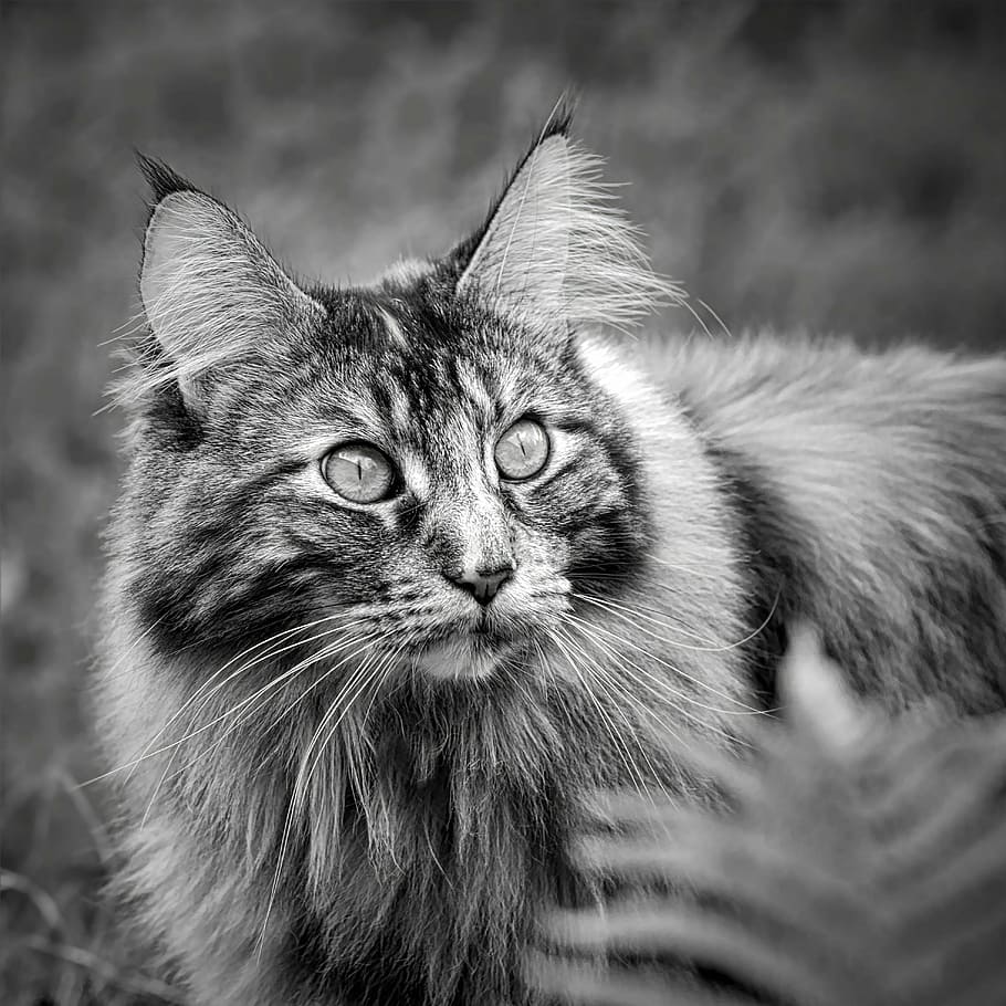 Maine Coon cat next to leaves, black and white cat, longhair cat, HD wallpaper